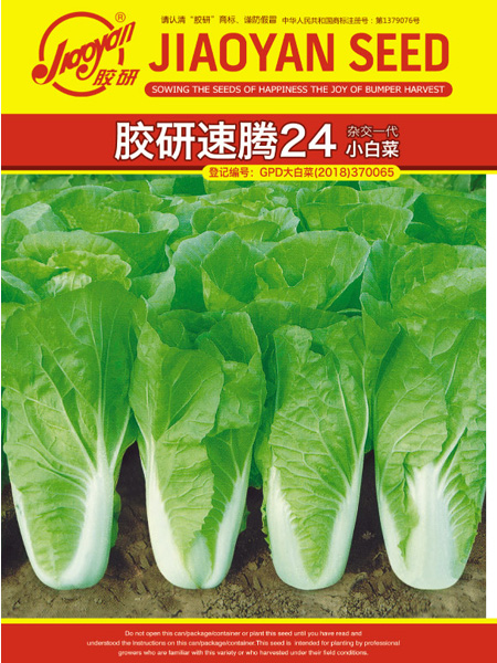 速腾24——速生小白菜